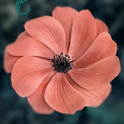 ۱۱۵ لازم حالم اورژانسیه رابطم از دور خوبه توش شانسیه